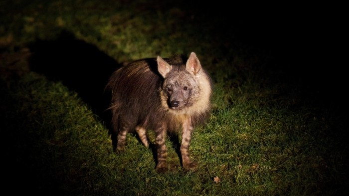 V pražské ZOO začnou
letní večerní prohlídky