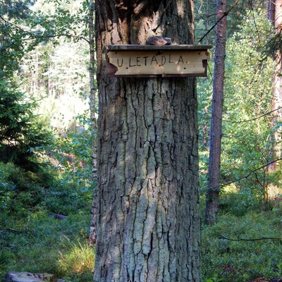 Tip na výlet: Letadlo mezi stromy