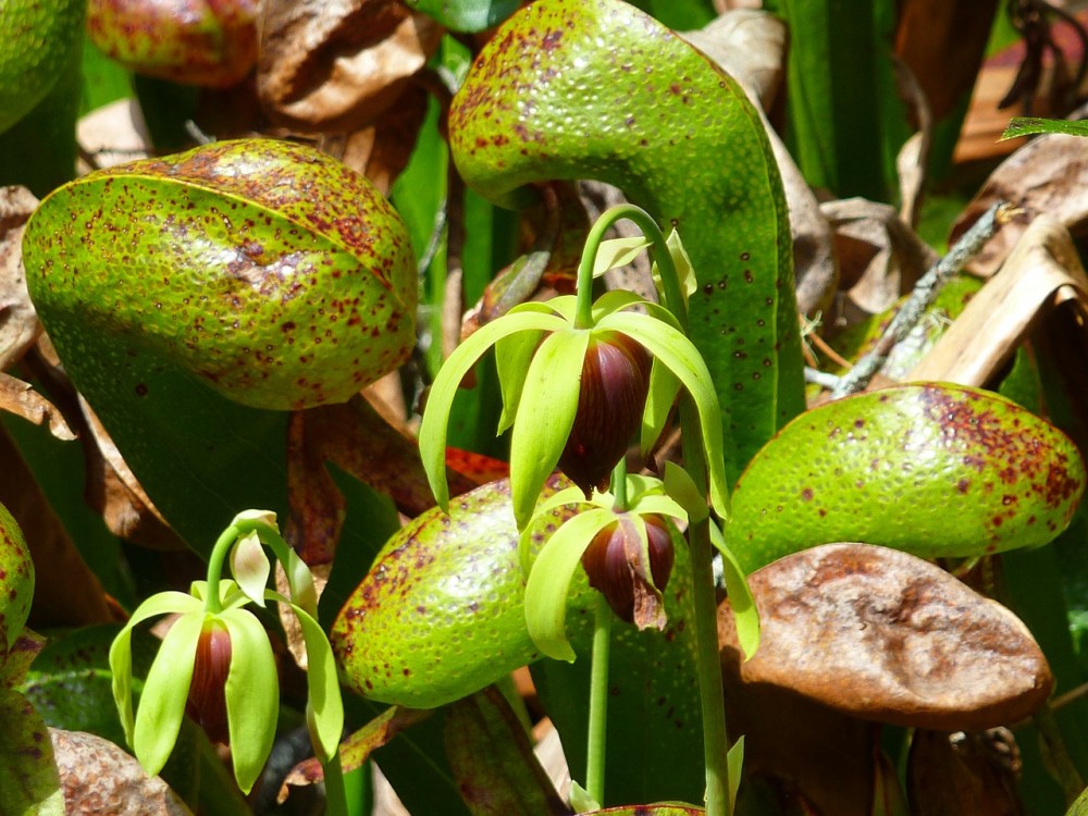 Botanická zahrada
zve na masožravky