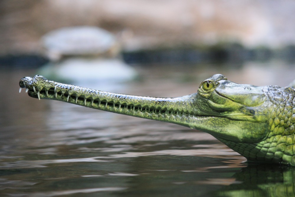 Za starý mobil zdarma
do pražské zoologické