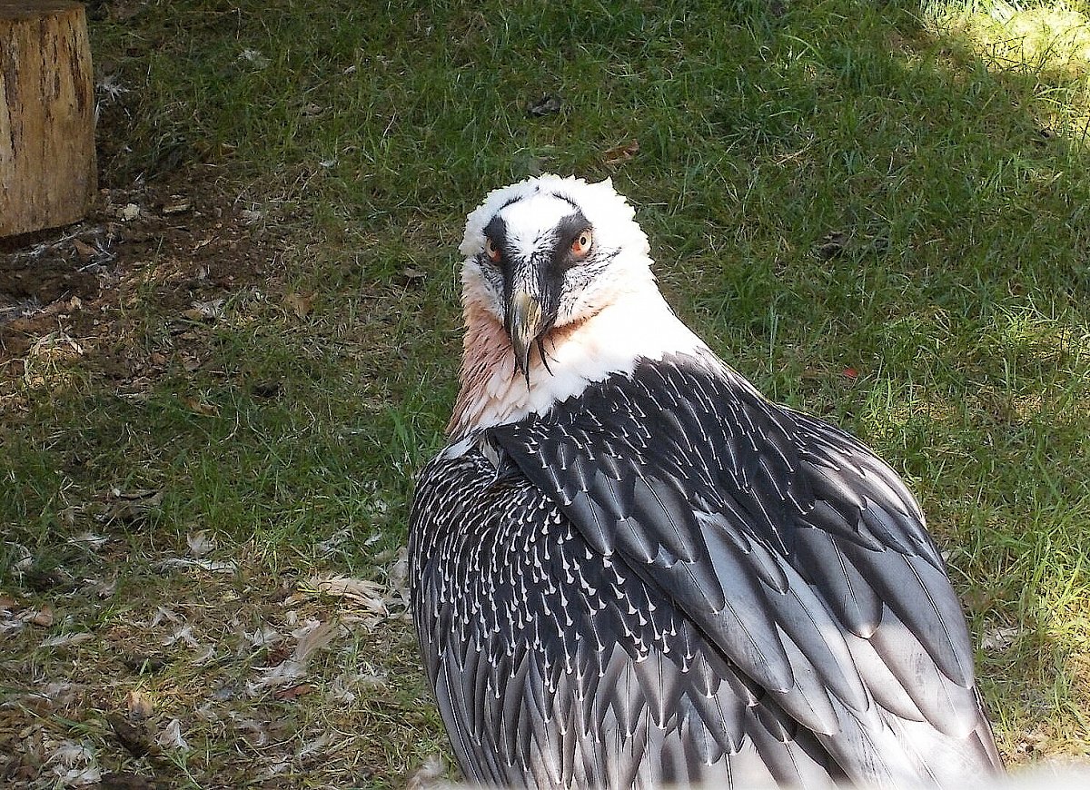 Liberec 1: Zoologická zahrada