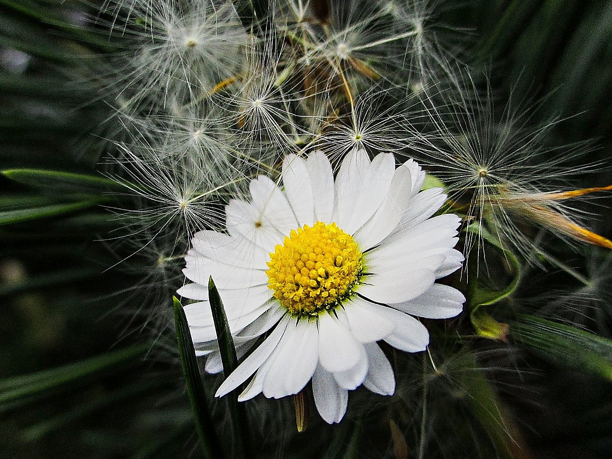 Jarní fotografie s motivem makro