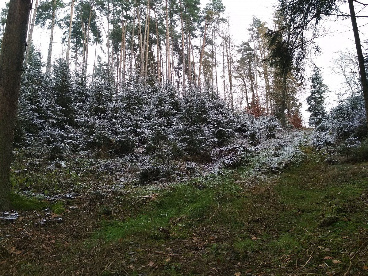 Neděle 22.11.2020