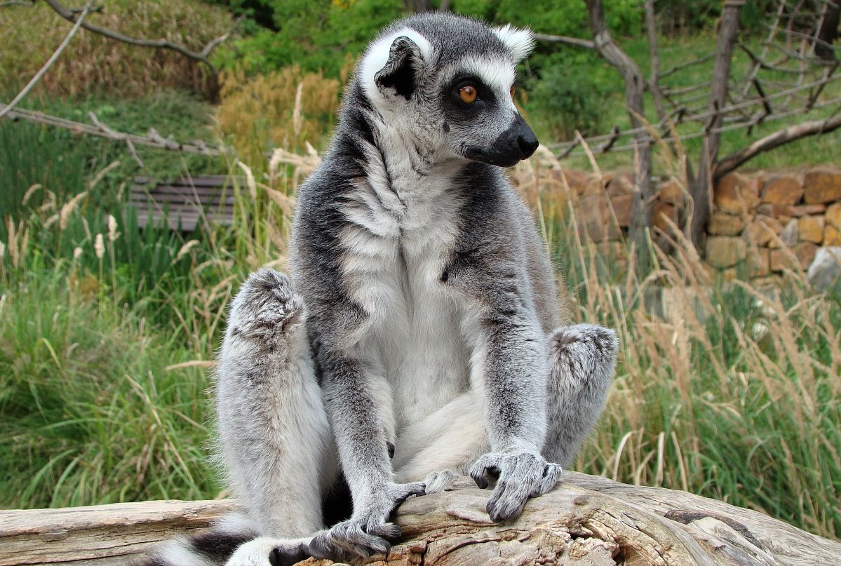 Hurá do ZOO! Otevřou se také botanické zahrady či farmářské trhy. Další rozvolňování bude asi řídit nový ministr