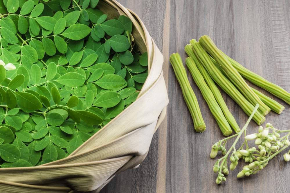 Vitamíny nabítá moringa, kterou na různé neduhy využívá indická ajurvéda