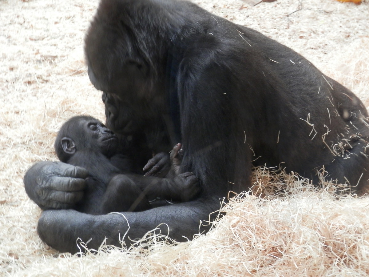 Tolik roztomilých mláďat aneb Pondělí v pražské ZOO