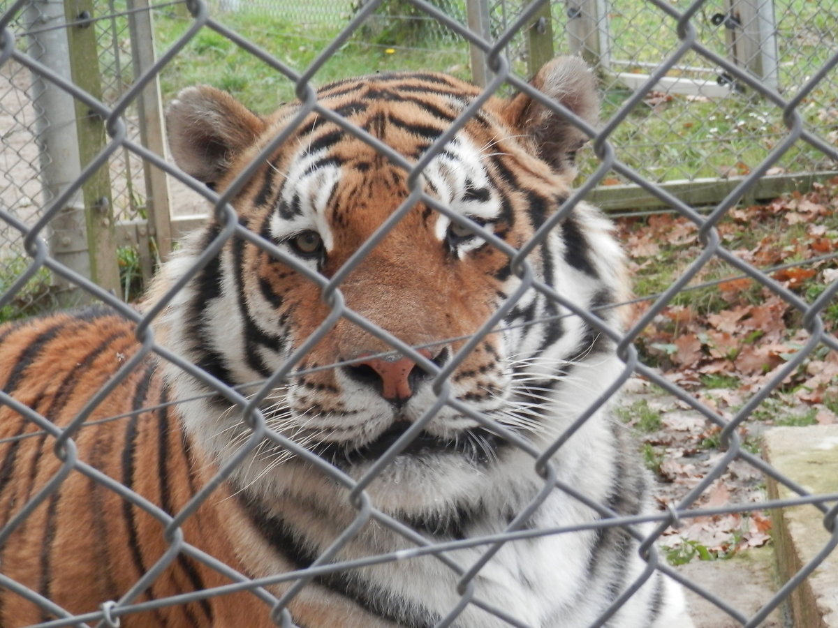 Ahoj, Rocky! aneb Za adoptovanými i ostatními zvířaty v táborské zoo