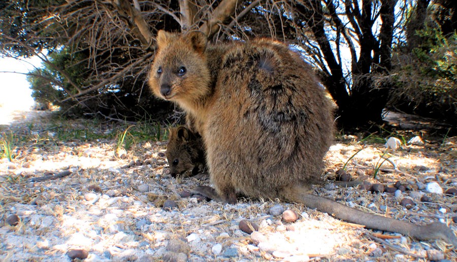 Quokka_avec_son_petit.jpg