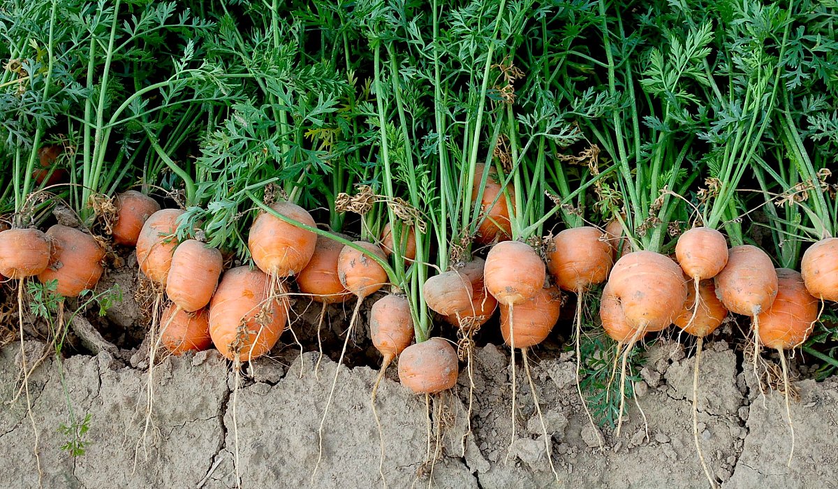 RONDO, jedna z odrůd s velmi krátkou vegetační dobou. Stačí jí tři měsíce od výsevu do sklizně..JPG