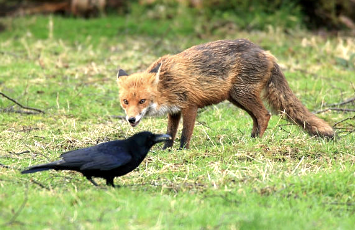 Bajka: Liška a vrána