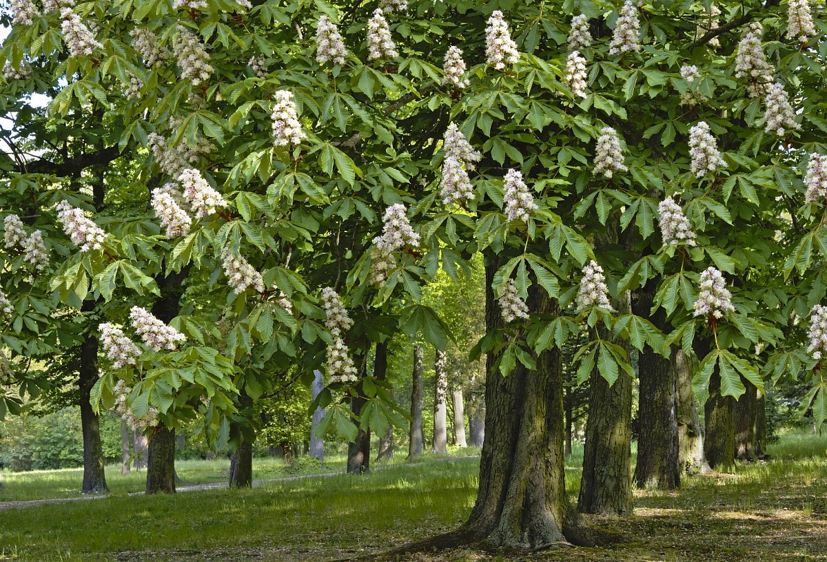 Místo mého srdce: Kaštanový park, Plzeň