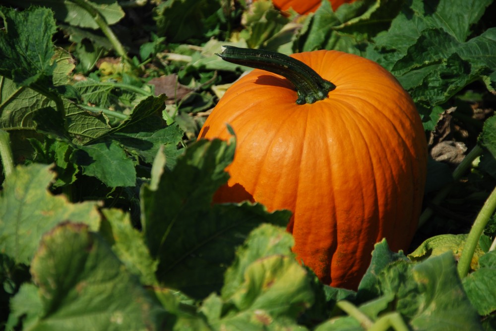 Halloween sice nemusíme,
ale dýně začínáme mít rádi