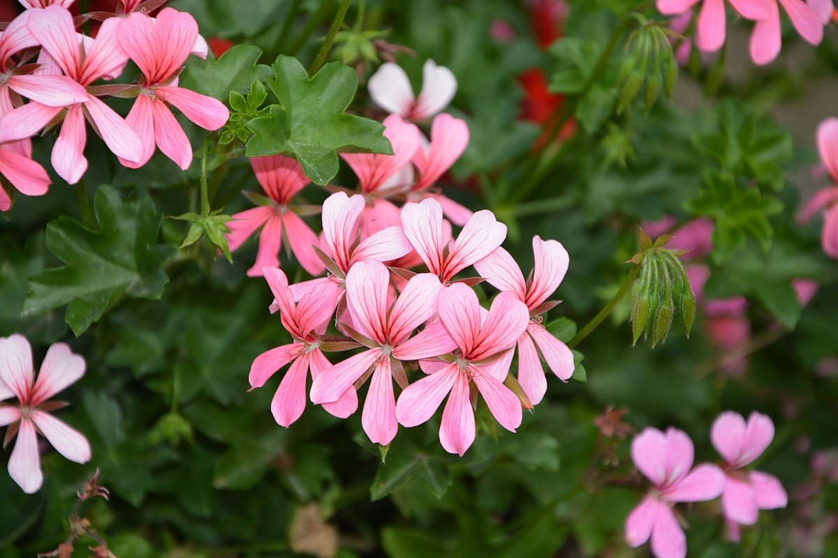 Pelargonie růžová je nejen trvalka, ale i léčivá rostlina