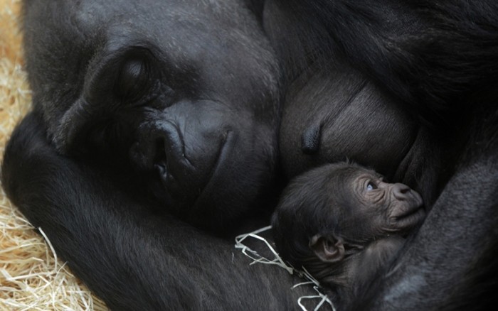 V pražské ZOO se narodilo
nejvíce mláďat v historii