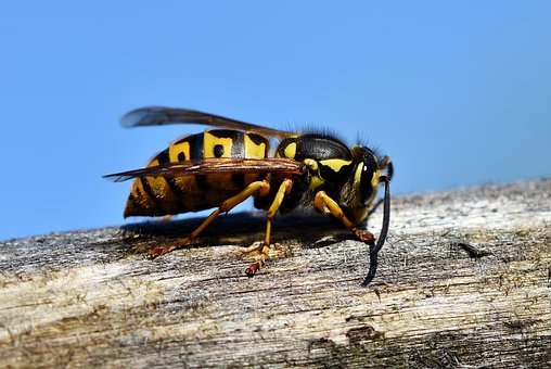 Hmyz patří mezi největší nebezpečí za jízdy