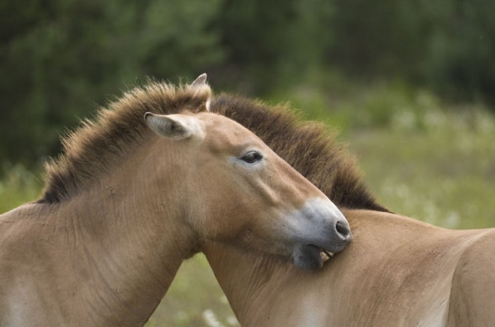 Klisny Koně Převalského
odletěly do Mongolska
