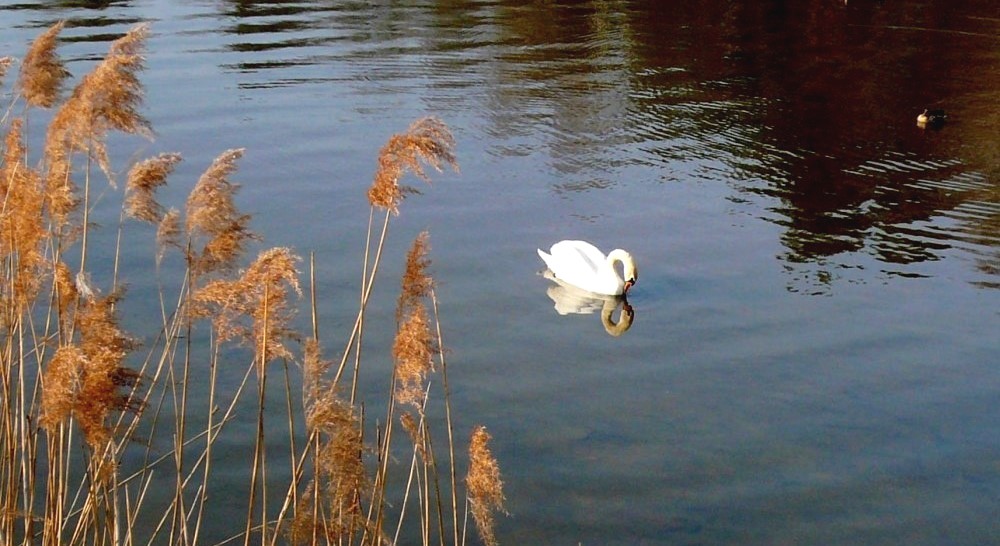 Jarní fotopříběh: Labutí jezero