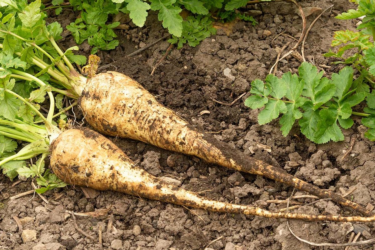 Hledáte neobvyklý recept? Pastinák zadělávaný či smažený