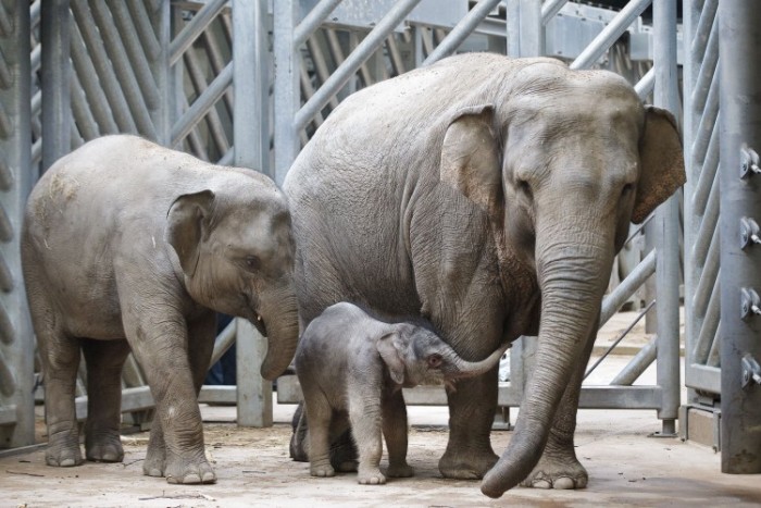 ZOO Praha otevřela
pavilon Údolí slonů
