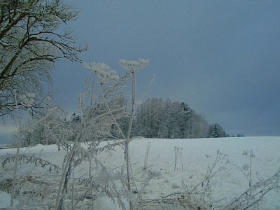 Namrzlé krásky.