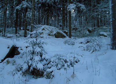 Krásy lesa.