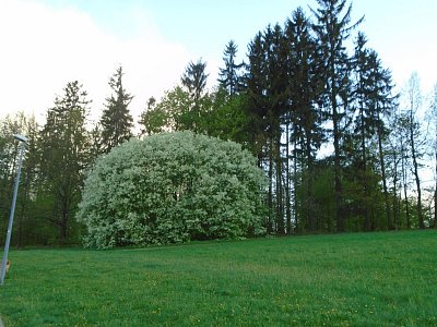 ohromná střemcha