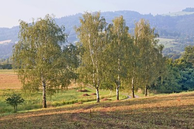 08 V ranním oparu