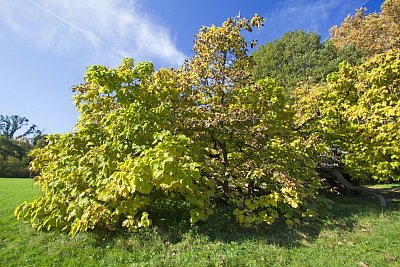 10 - Katalpa  trubačovitá