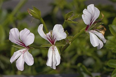 10 - pelargonie