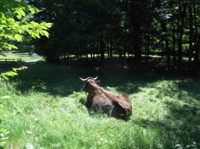 Valašská dědina