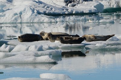 12-jokulsarlon-tuleni-1.jpg