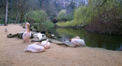 plameňáci v Jihlavské ZOO