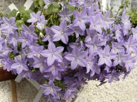 ... a ženich. (Campanula isophylla)