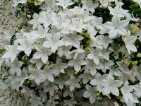 Aby na terase nebylo smutno - nevěsta (Campanula isophylla)