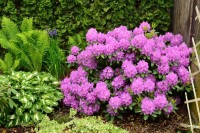 Rododendron Catawbience Grandiflorum.