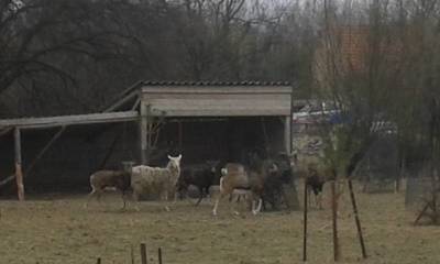 Kounická malá zoo.