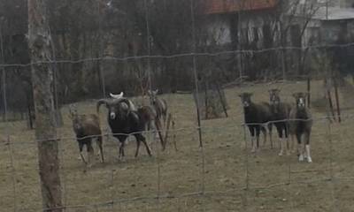 Kounická malá zoo.