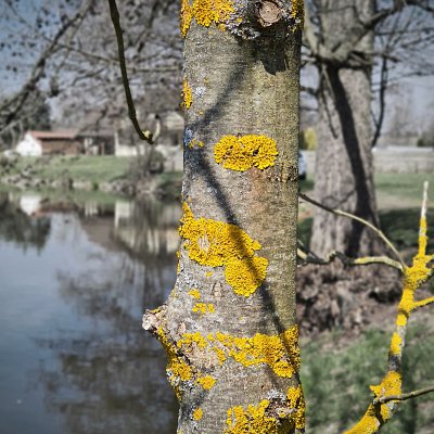 Lišejník na kmeni stromu