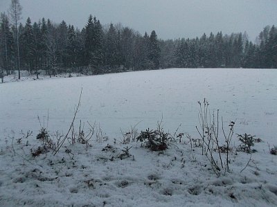 Za skupinou stromů - stále hustě sněží