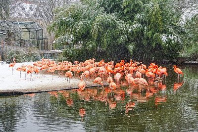 29- Plameňákům zima zjevně také nevadí.