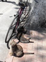 Kola a kočky jsou všude