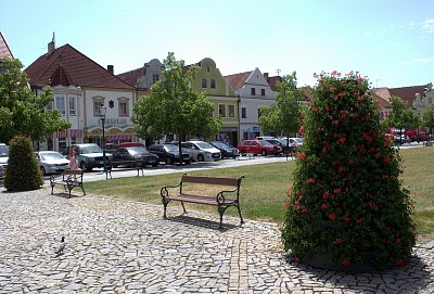 Holoubek na náměstí