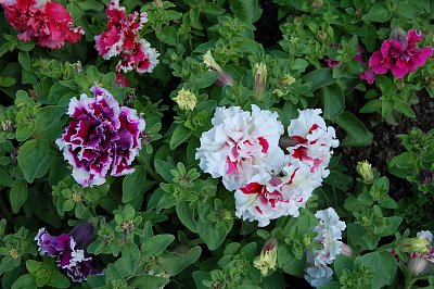 4 Petunia grandiflora Wimbledon.JPG