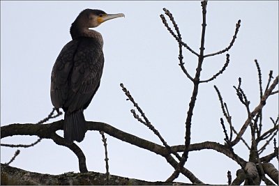 56-kormoran-velky.jpg