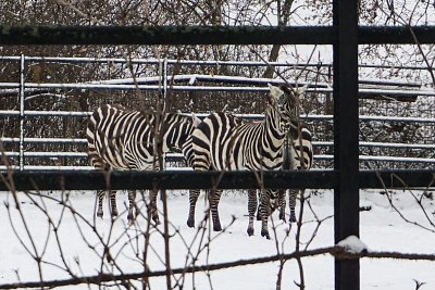 6- Této skupině zeber zima zjevně nevadí.