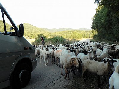 Ovečky na silnici