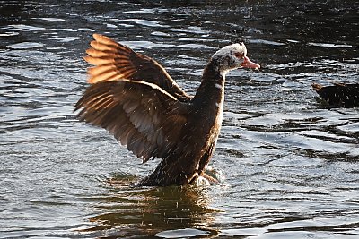 Březen - Elena Valeriánová_Ráno na řece.JPG