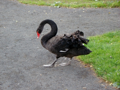 Handicapovaný labuťáček z Plzeňské ZOO