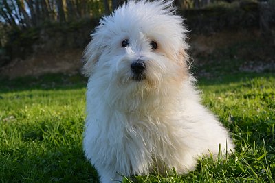 Coton de tulear.jpg