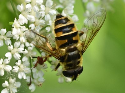 Pestřenka smrtihlavka